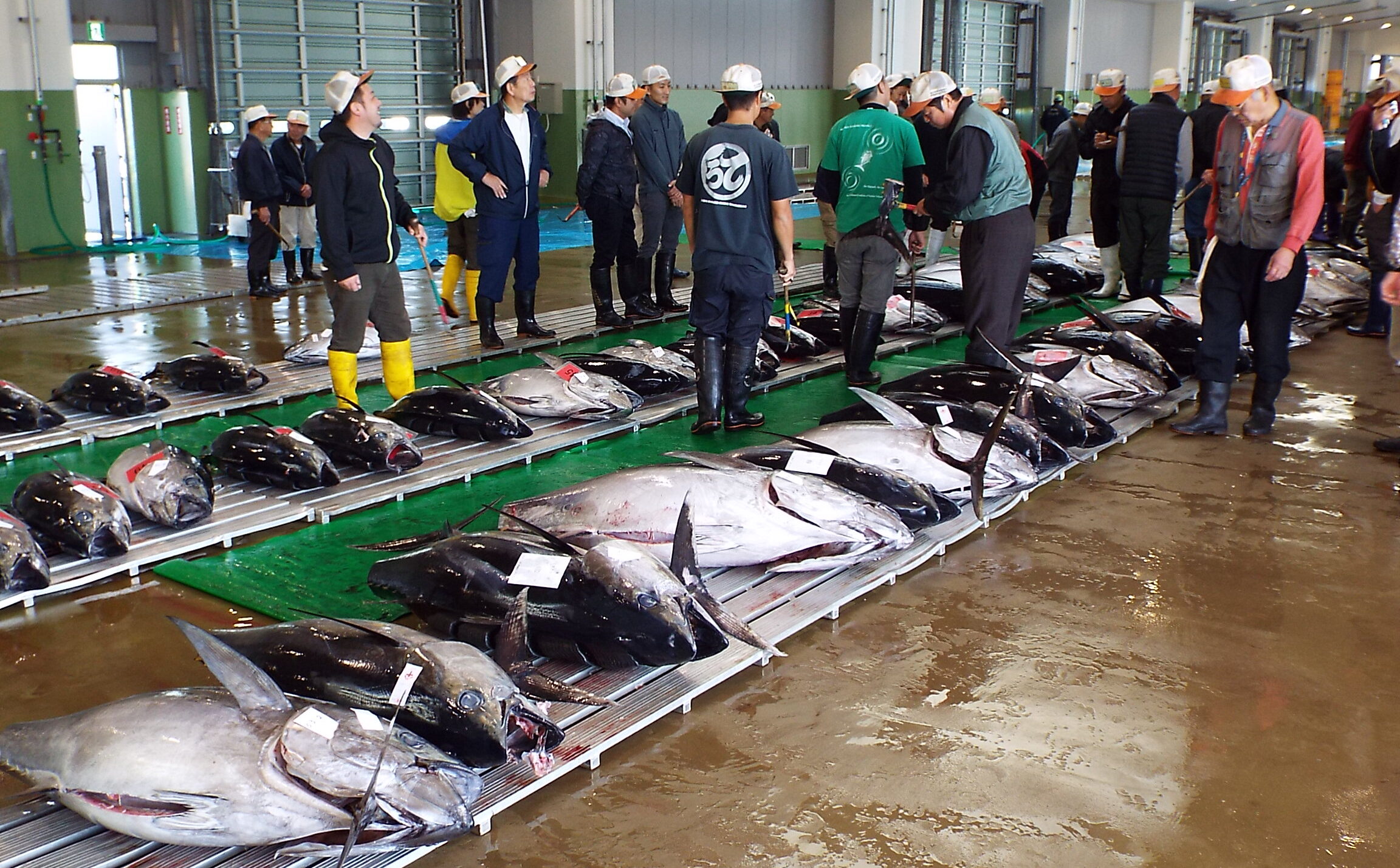 銚子マグロせり