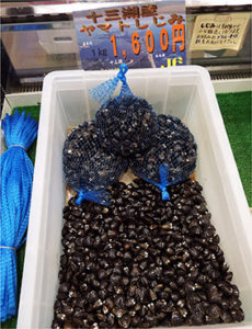 十三湖産のシジミ
