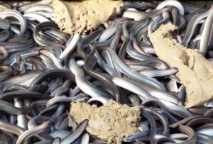 お食事中のウナギ