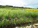 沖縄のサトウキビ畑