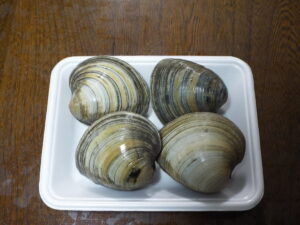 購入したホンビノス貝
