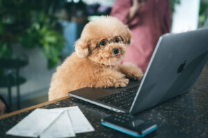 子犬のパソコン入力