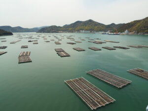日生のカキ養殖