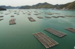 日生のカキ養殖