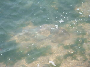 カブトガニの産卵