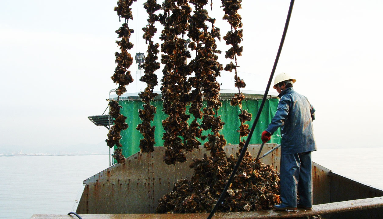 カキの水揚げ