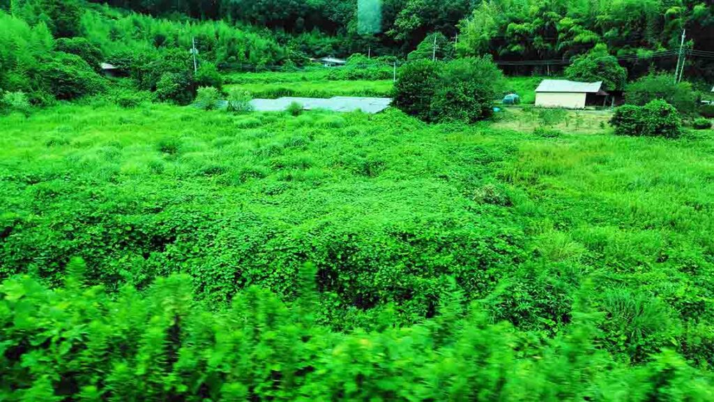 野草の生い茂る日本の風景